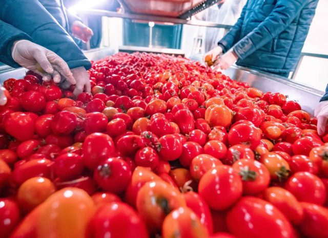 Top High Brix Tomato Paste Exporter for Food Manufacturers | Egypt