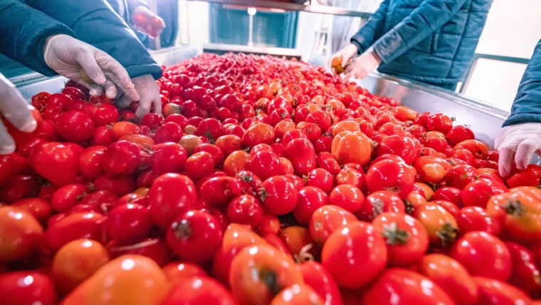 Top High Brix Tomato Paste Exporter for Food Manufacturers | Egypt