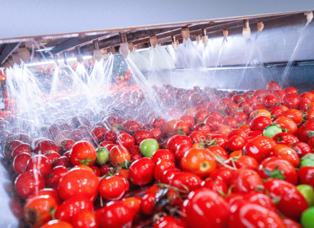 FSSC Certified Tomato Paste Manufacturer in Egypt – Premium Quality for Global Buyers | Al Fursan