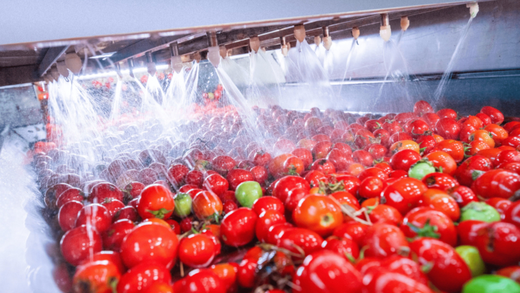 FSSC Certified Tomato Paste Manufacturer in Egypt – Premium Quality for Global Buyers | Al Fursan