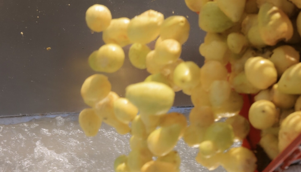 guava puree exporter Egypt guava puree exporter Egypt