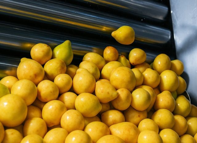 Egyptian Guava Concentrate Supplier & Exporter | Al Fursan