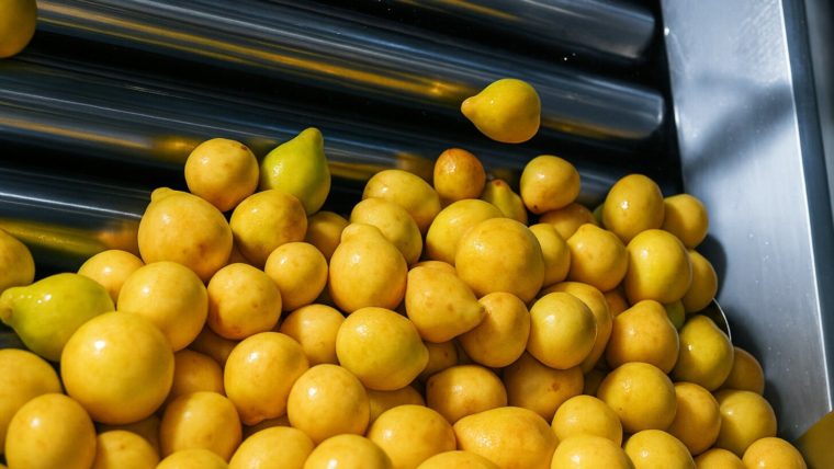 Egyptian Guava Concentrate Supplier & Exporter | Al Fursan