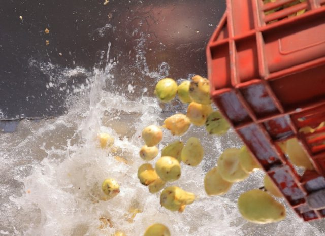 Discover Egyptian Guava Concentrate for Global Food Manufacturers