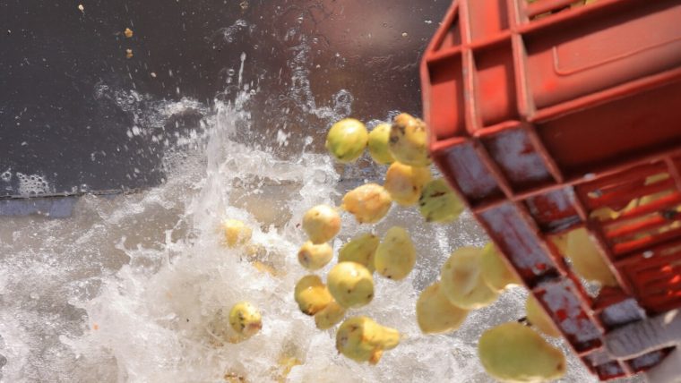 Discover Egyptian Guava Concentrate for Global Food Manufacturers