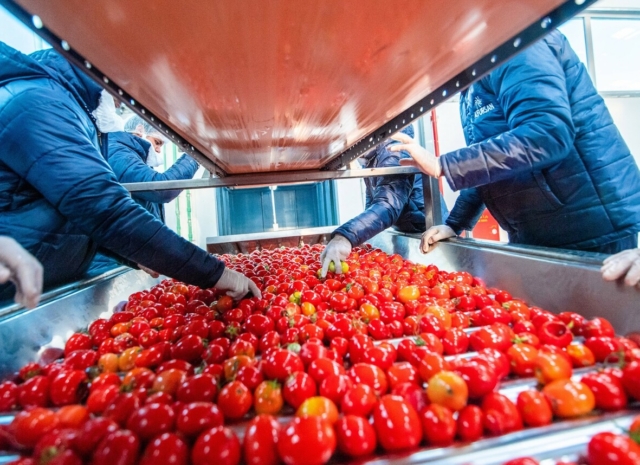 Aseptic Packaging: The Gold Standard for Industrial Tomato Paste from Al Fursan