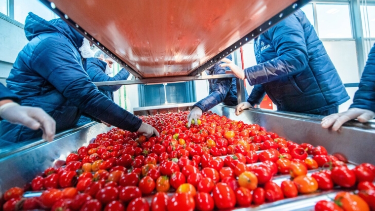 Aseptic Packaging: The Gold Standard for Industrial Tomato Paste from Al Fursan