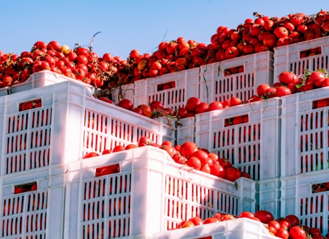 36–38 Brix Tomato Paste Bulk from Egypt – Cold Break Aseptic Drums | Al Fursan