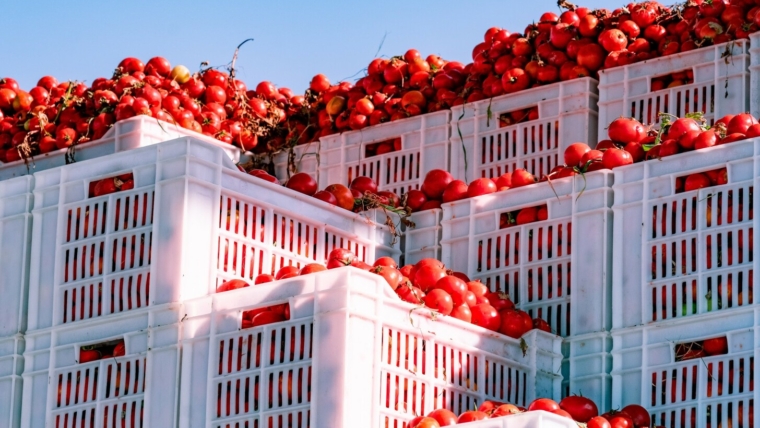 36–38 Brix Tomato Paste Bulk from Egypt – Cold Break Aseptic Drums | Al Fursan