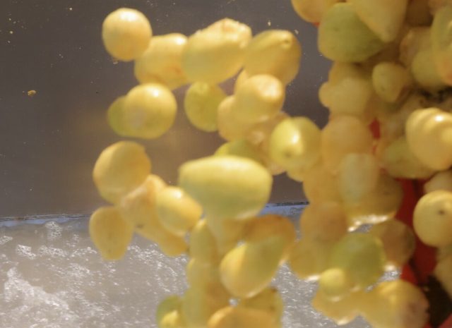 Egyptian White Guava Puree for Export | Certified Supplier – Al Fursan