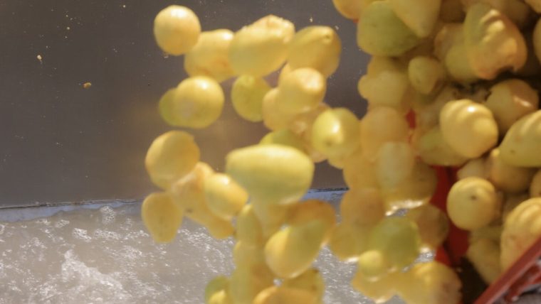 Egyptian White Guava Puree for Export | Certified Supplier – Al Fursan