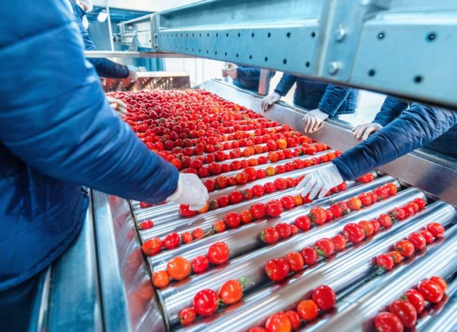 Aseptic Tomato Paste Drums – 230 kg Cold Break Aseptic Packaging from Egypt | Al Fursan