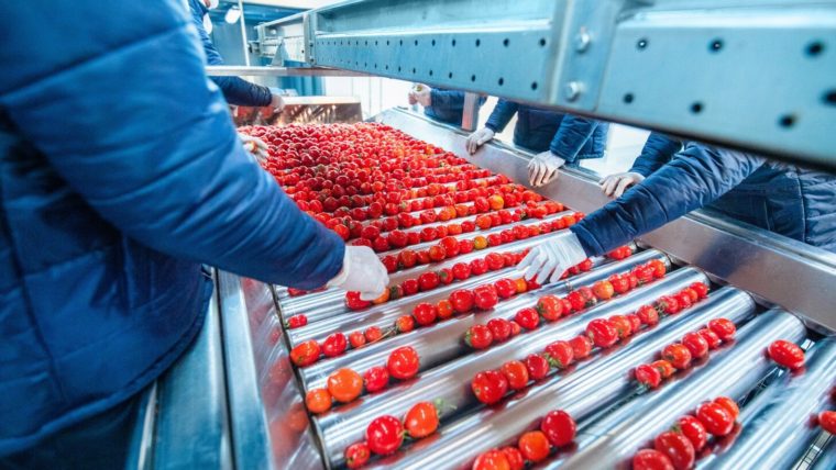 Aseptic Tomato Paste Drums – 230 kg Cold Break Aseptic Packaging from Egypt | Al Fursan