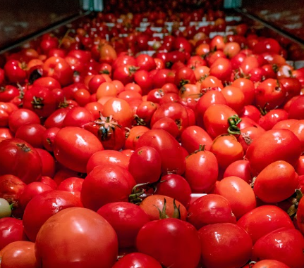 Egypt’s Premier Industrial Tomato Paste Supplier: Quality & Reliability for Global Manufacturers – Al Fursan