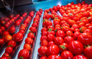 Tomato paste supplier