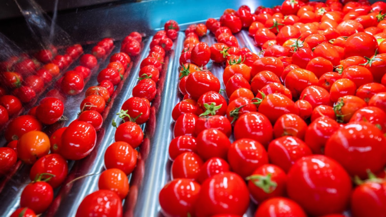 Premium Tomato Paste Supplier CB (28-30) A230  KG – معجون طماطم