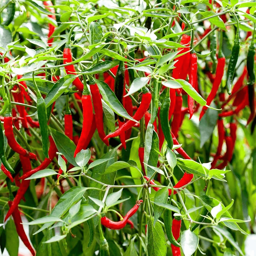 Chilli Paste Exporter Chilli Paste Exporter