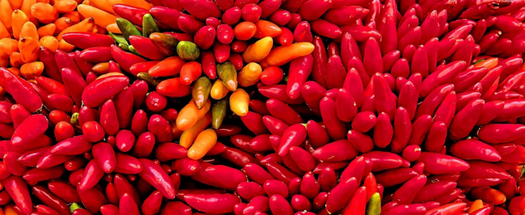 Egyptian Peppers Supplier — Cairo Farms Egyptian Peppers Supplier — Cairo Farms