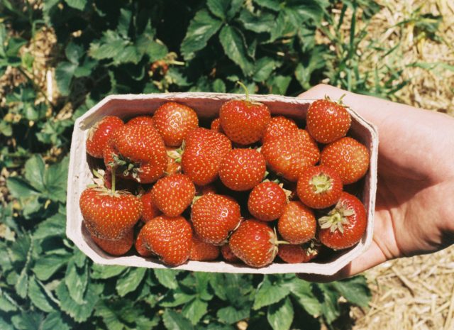 Discover Al Fursan’s Premium Egyptian Strawberry Puree