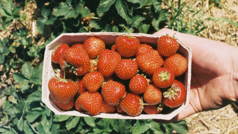 Discover Al Fursan’s Premium Egyptian Strawberry Puree