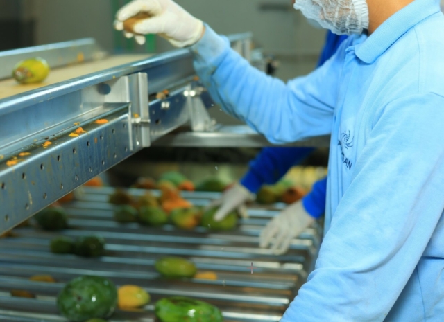 Aseptic Mango Puree Supplier in Egypt: Consistent Quality and Export Readiness
