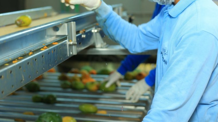 Aseptic Mango Puree Supplier in Egypt: Consistent Quality and Export Readiness