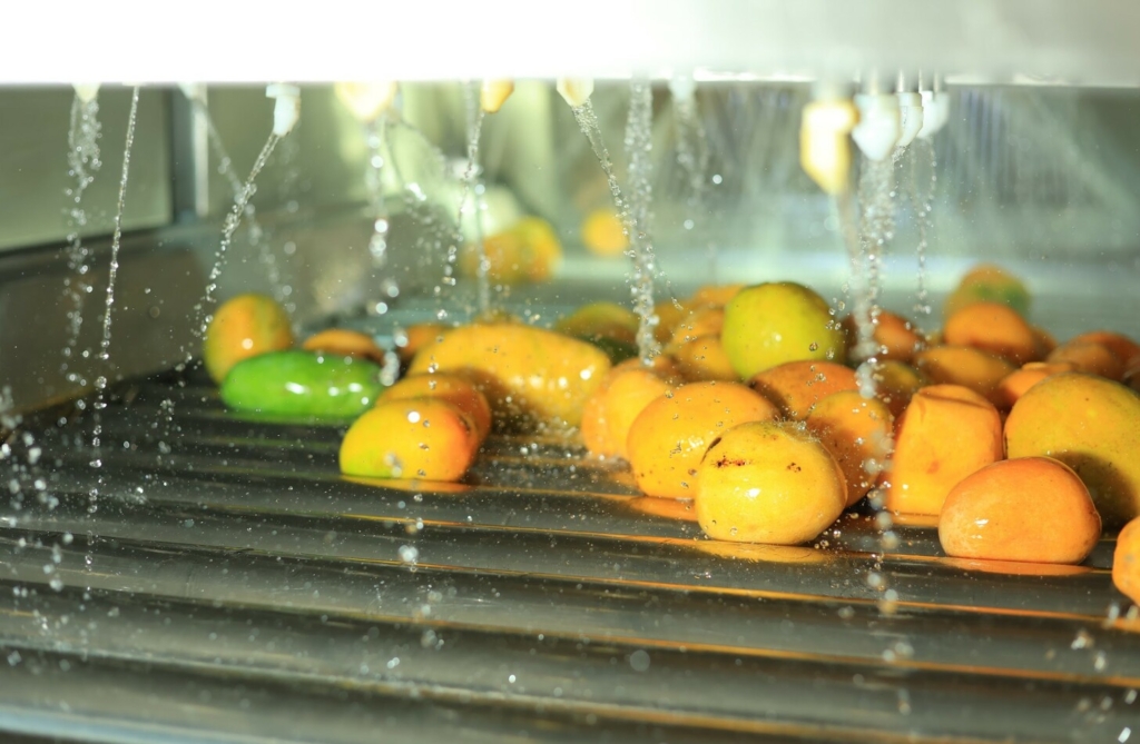 bulk mango pulp Egypt