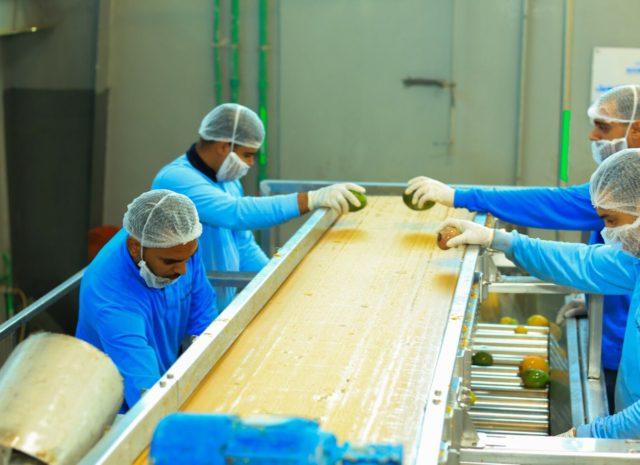 Aseptic Mango Puree Supplier – Al Fursan International Egypt