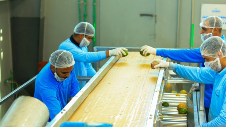 Aseptic Mango Puree Supplier – Al Fursan International Egypt