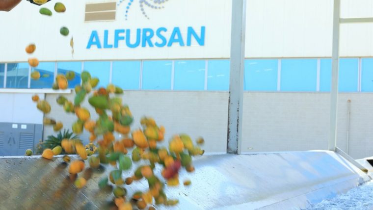 Unlock the Power of Egyptian Bulk Mango Pulp for Your Business