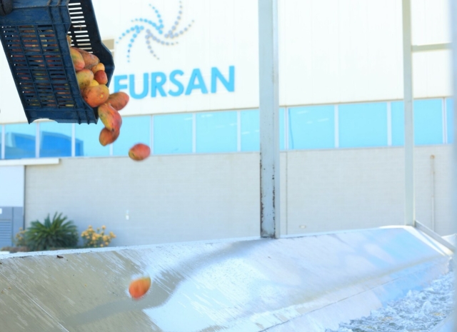 Elevate Your Food Production with Aseptic Egyptian Mango Puree