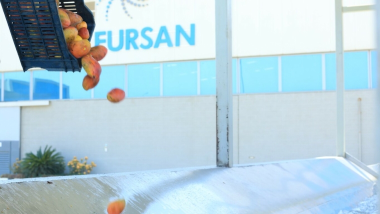 Elevate Your Food Production with Aseptic Egyptian Mango Puree