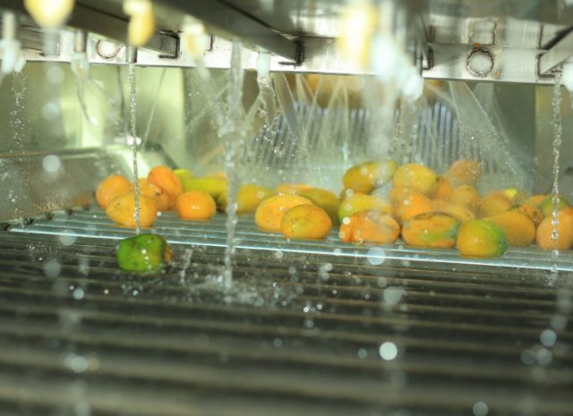 Mango Puree Ton Price: Competitive Rates from Egypt’s Top Supplier