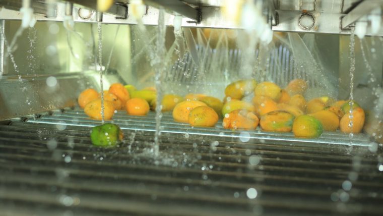 Mango Puree Ton Price: Competitive Rates from Egypt’s Top Supplier