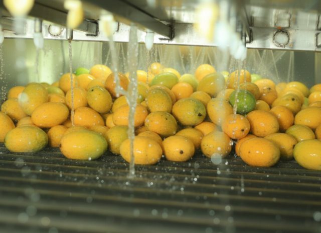 Mango Puree Exporter from Egypt | Al Fursan
