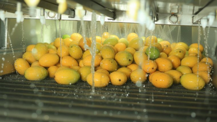 Mango Puree Exporter from Egypt | Al Fursan