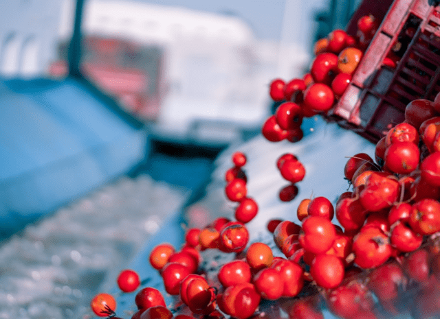 Navigating Global Markets: Al Fursan’s Expertise in Bulk Tomato Paste Export