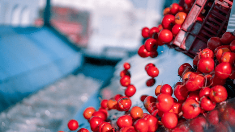 Navigating Global Markets: Al Fursan’s Expertise in Bulk Tomato Paste Export