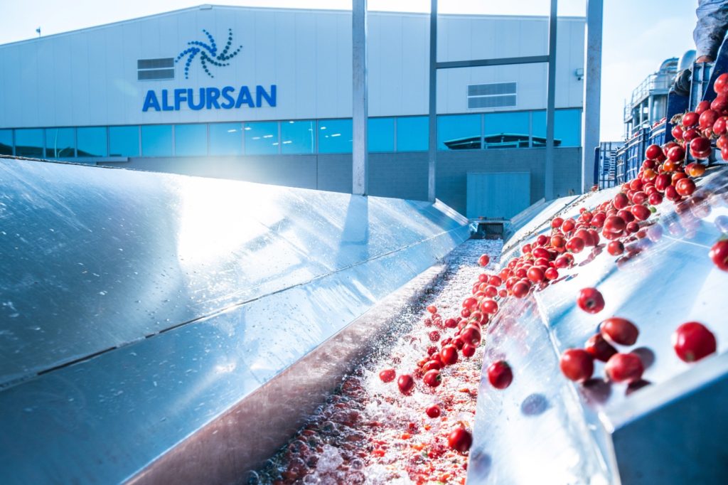 Fresh tomatoes being washed and transported through a water channel in a food processing facility, at Al Fursan Production Plant.