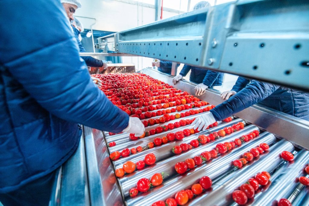 Workers sorting fresh tomatoes on a conveyor belt in a food processing factory, ensuring quality control and selection before production.