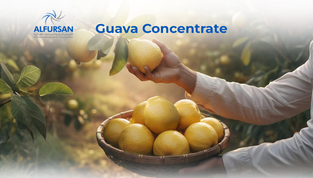 Farmer harvesting fresh guavas in an orchard for premium guava concentrate production by Al Fursan International for Food Industries