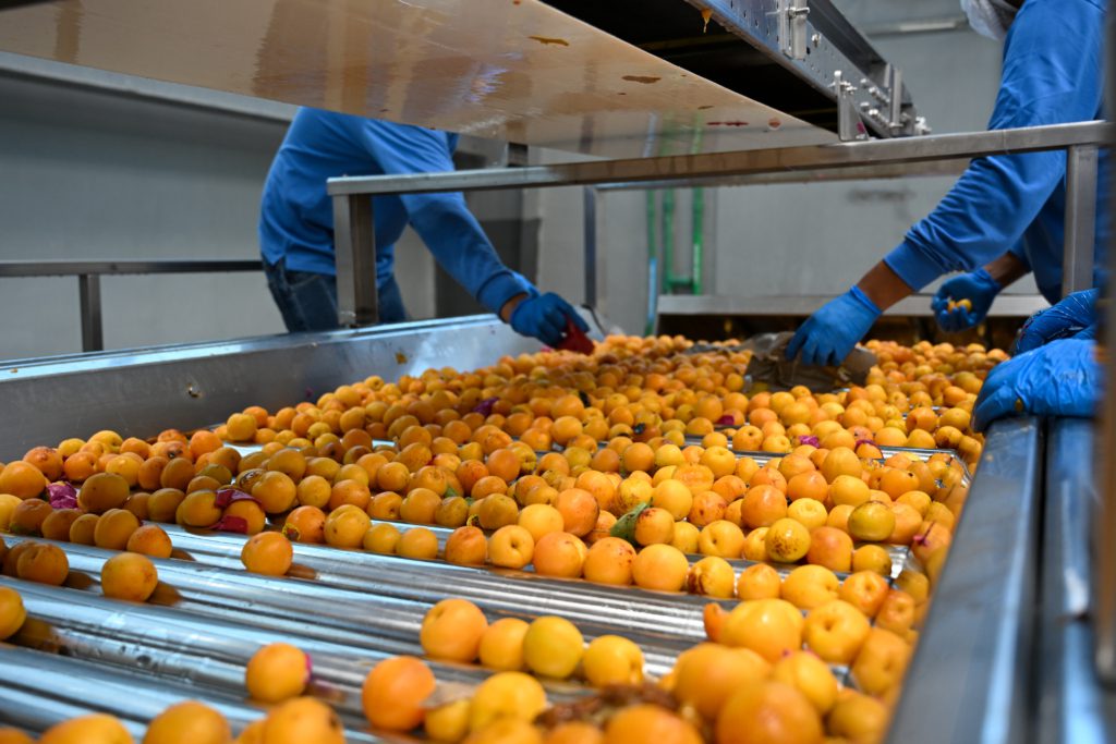 Workers sorting fresh apricots on a modern processing line at Al Fursan International for Food Industries before producing premium apricot puree and concentrates.
