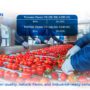 Buy Premium Tomato Paste from Egypt | Trusted Tomato Paste Manufacturer in Egypt