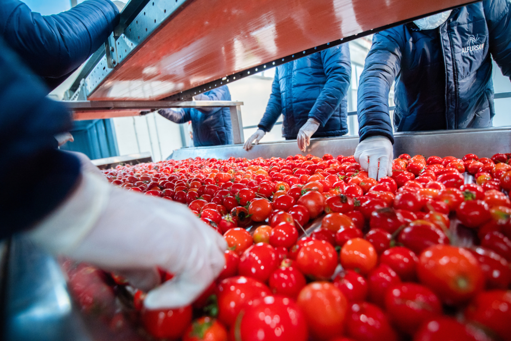 Workers sorting fresh ripe tomatoes on a production line at Al Fursan International's food manufacturing facility before premium tomato paste processing.