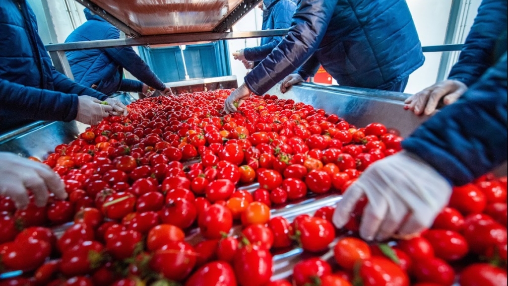 Workers sorting fresh ripe tomatoes on a production line for premium industrial tomato paste manufacturing.