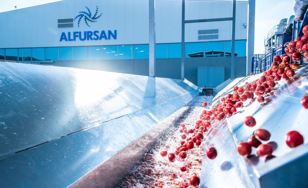 Fresh tomatoes being washed and transported at the Al Fursan processing facility before industrial tomato paste production.